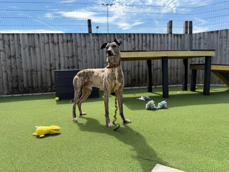 Sid | Lurcher | Cardiff - 4
