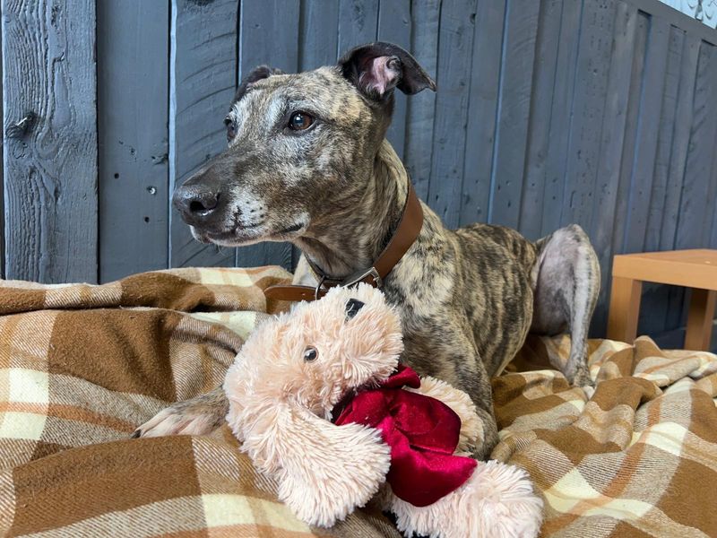 Sid | Lurcher | Cardiff - 9