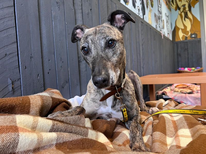 Sid | Lurcher | Cardiff - 4