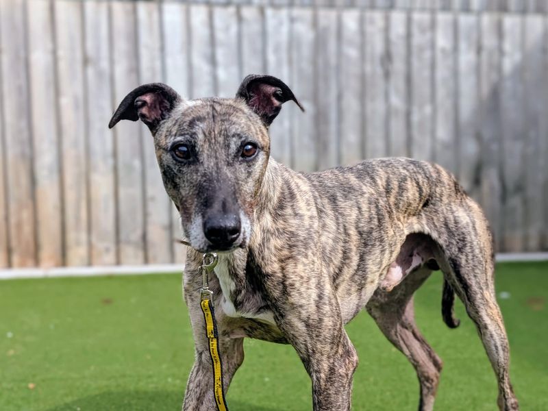Sid | Lurcher | Cardiff - 2