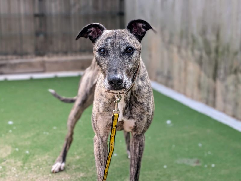 Sid | Lurcher | Cardiff - 7