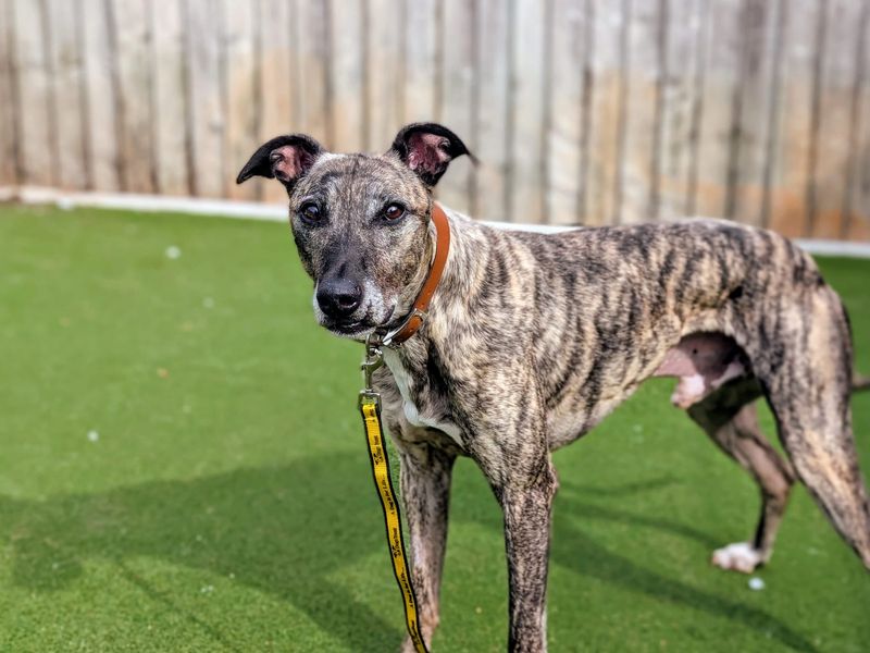 Sid | Lurcher | Cardiff - 1