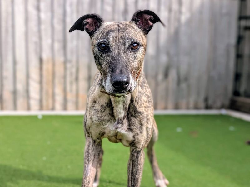 Sid | Lurcher | Cardiff - 3