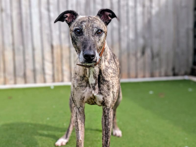 Sid | Lurcher | Cardiff - 6
