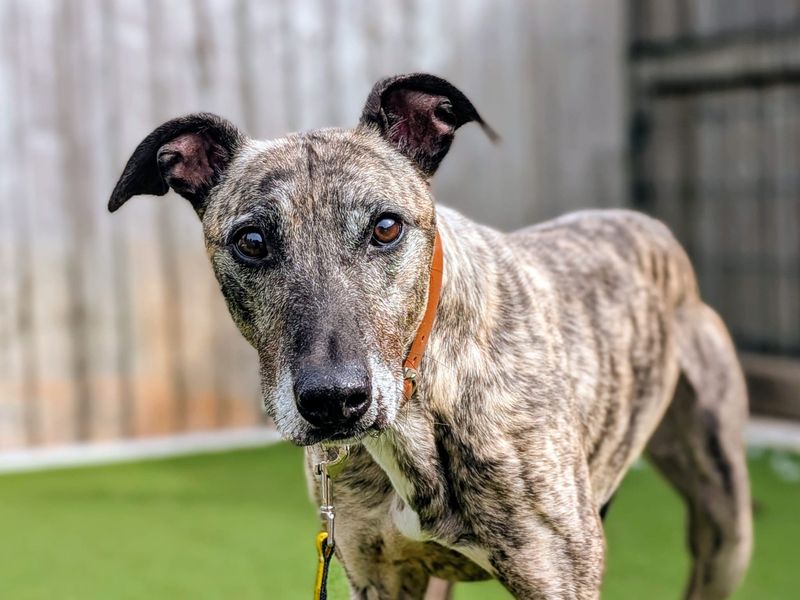 Sid | Lurcher | Cardiff - 8