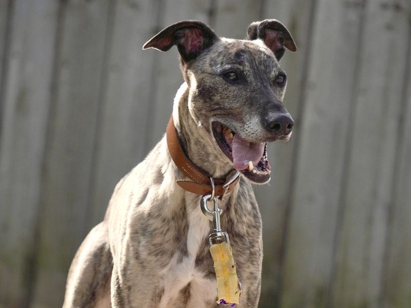 Sid | Lurcher | Cardiff - 5