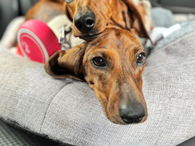 Percy & Cooper | Dachshund (Miniature Smooth Haired) | Shrewsbury (Shropshire) - 4