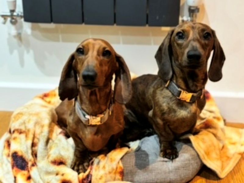 Percy & Cooper | Dachshund (Miniature Smooth Haired) | Shrewsbury (Shropshire) - 3