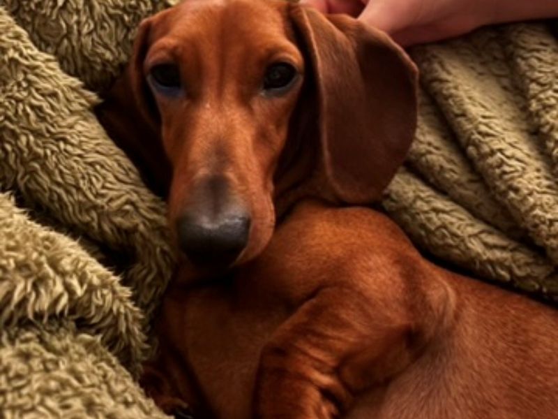 Percy & Cooper | Dachshund (Miniature Smooth Haired) | Shrewsbury (Shropshire) - 5
