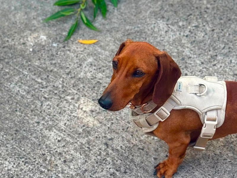 Percy & Cooper | Dachshund (Miniature Smooth Haired) | Shrewsbury (Shropshire) - 2