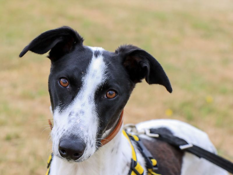 Violet | Lurcher | Evesham (Worcestershire) - 2