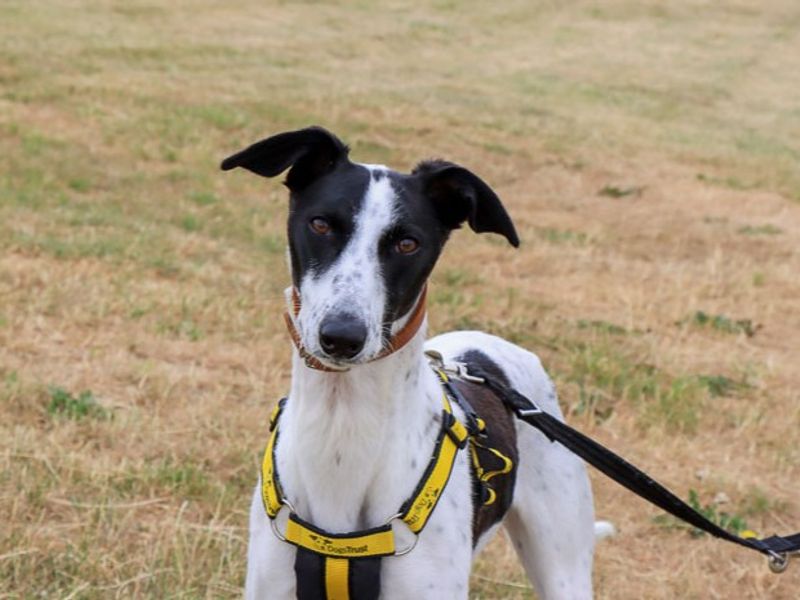 Violet | Lurcher | Evesham (Worcestershire) - 3