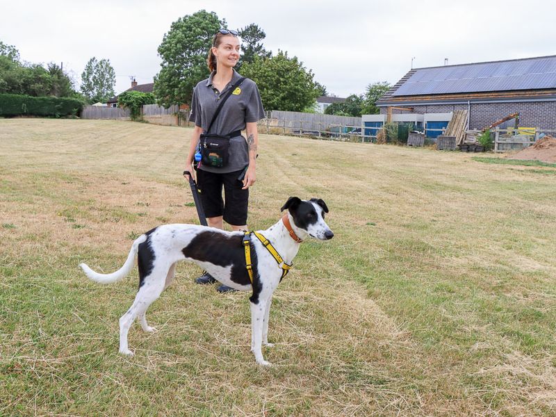 Violet | Lurcher | Evesham (Worcestershire) - 1