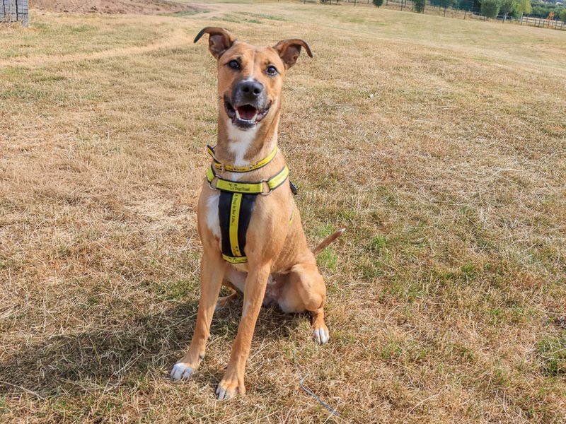 Nisha | Lurcher | Evesham (Worcestershire) - 2