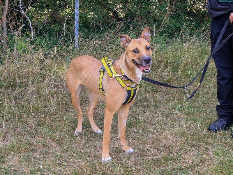 Nisha | Lurcher | Evesham (Worcestershire) - 4