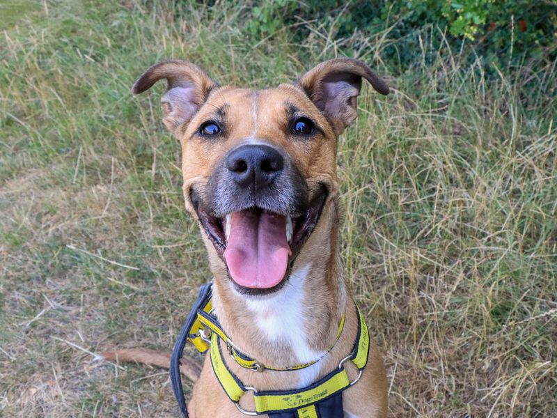 Nisha | Lurcher | Evesham (Worcestershire) - 1