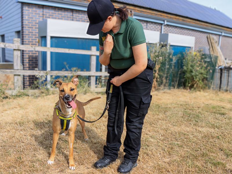 Nisha | Lurcher | Evesham (Worcestershire) - 3