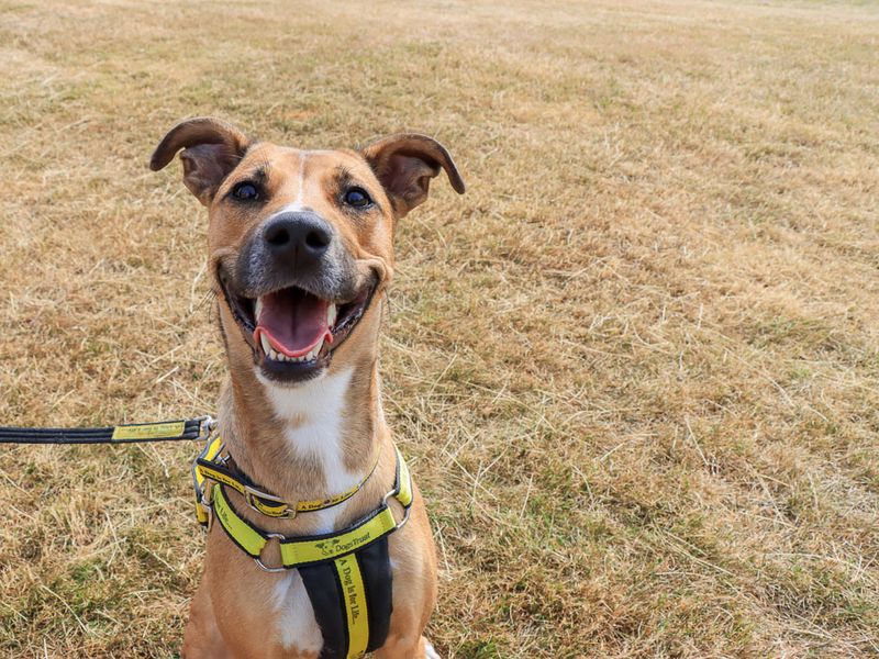 Nisha | Lurcher | Evesham (Worcestershire) - 6