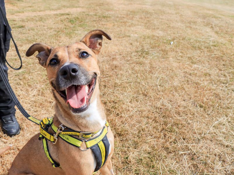 Nisha | Lurcher | Evesham (Worcestershire) - 7