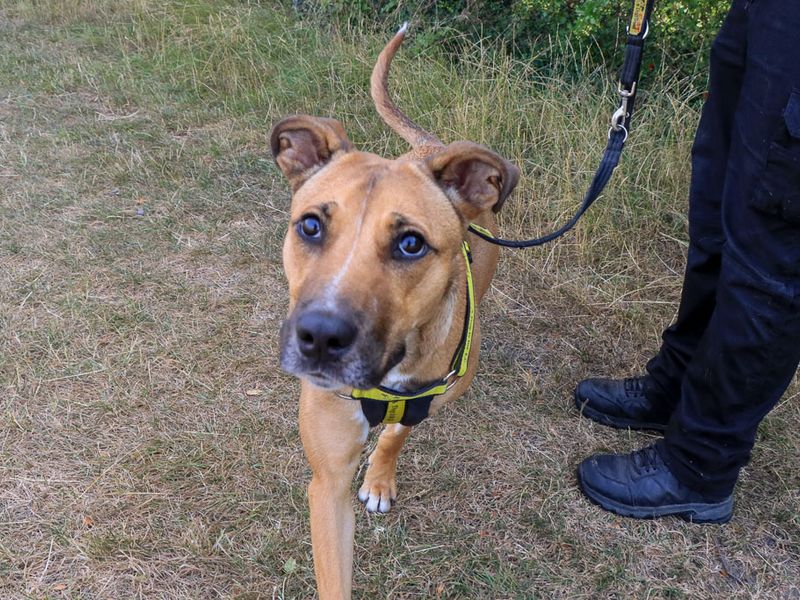 Nisha | Lurcher | Evesham (Worcestershire) - 5