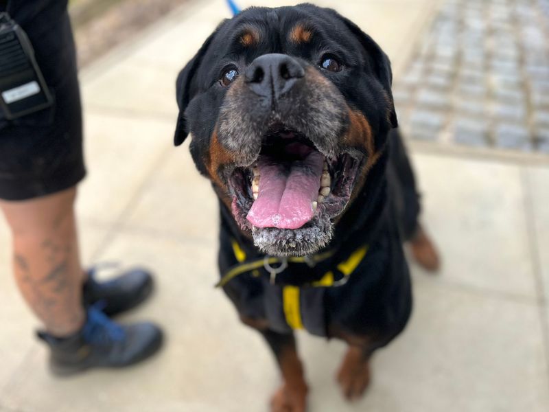 Ned | Rottweiler | Snetterton (Norfolk) - 4