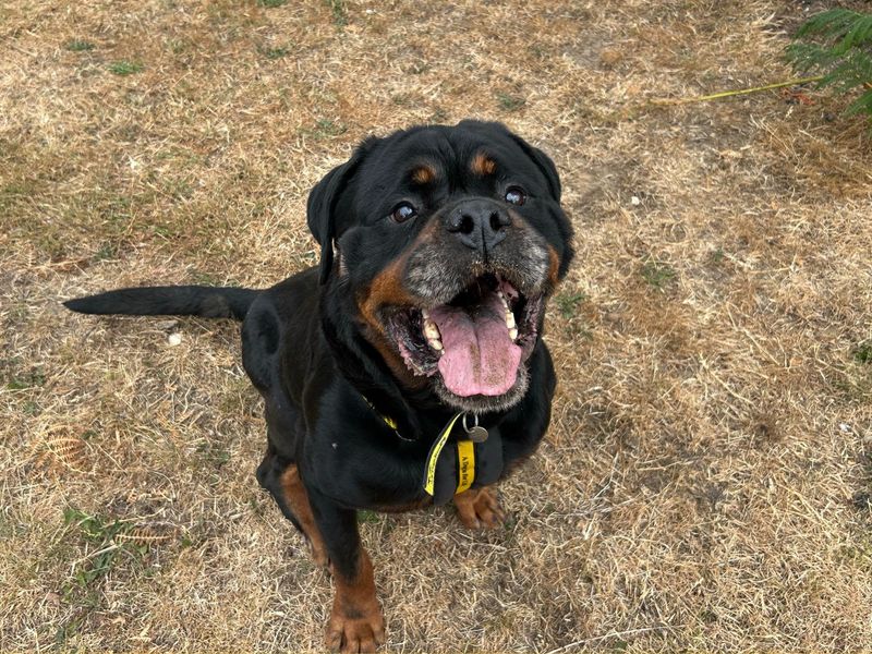Ned | Rottweiler | Snetterton (Norfolk) - 2