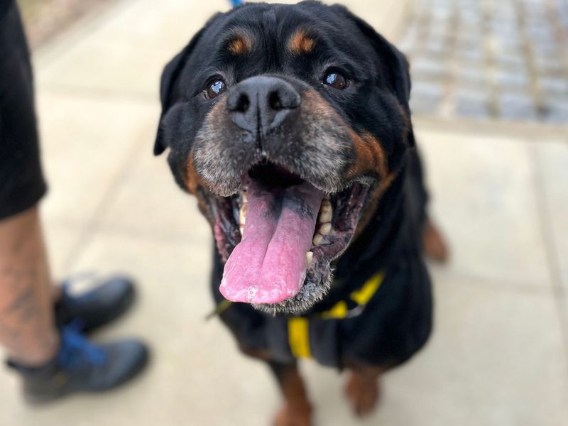 Ned | Rottweiler | Snetterton (Norfolk) - 3