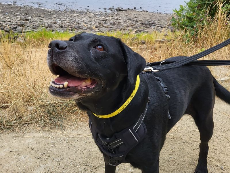 Ebony | Retriever (Labrador) | Leeds - 1