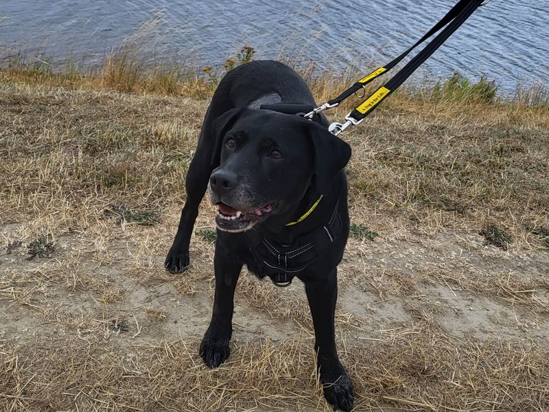 Ebony | Retriever (Labrador) | Leeds - 2