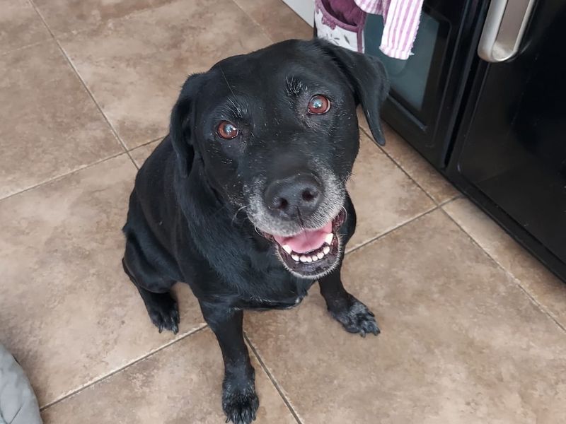 Ebony | Retriever (Labrador) | Leeds - 3