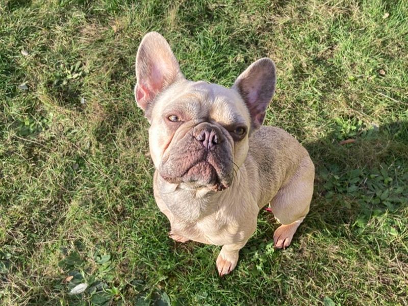 Lexi | French Bulldog | Basildon (Essex) - 1