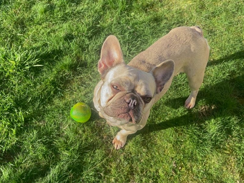 Lexi | French Bulldog | Basildon (Essex) - 3