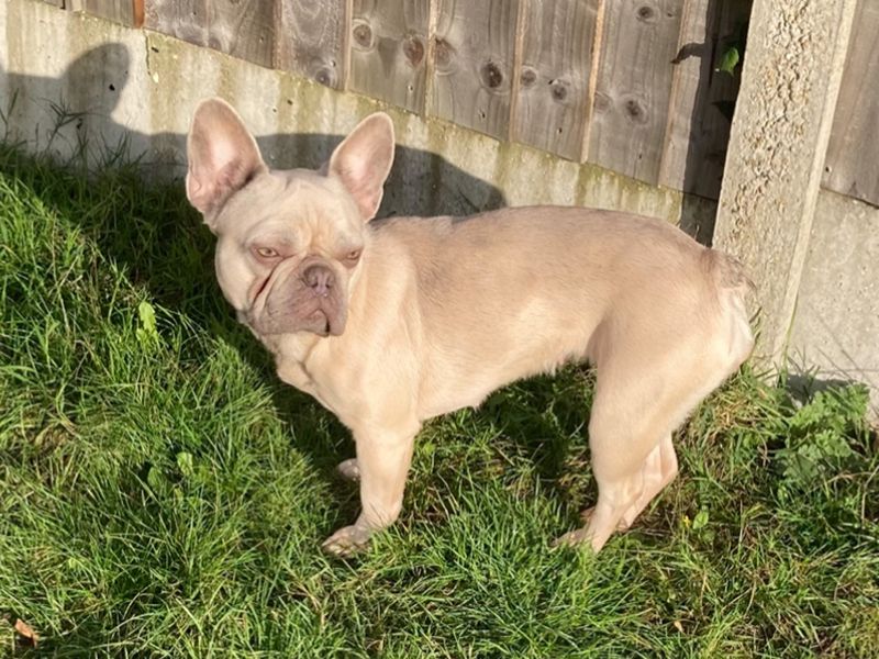 Lexi | French Bulldog | Basildon (Essex) - 2