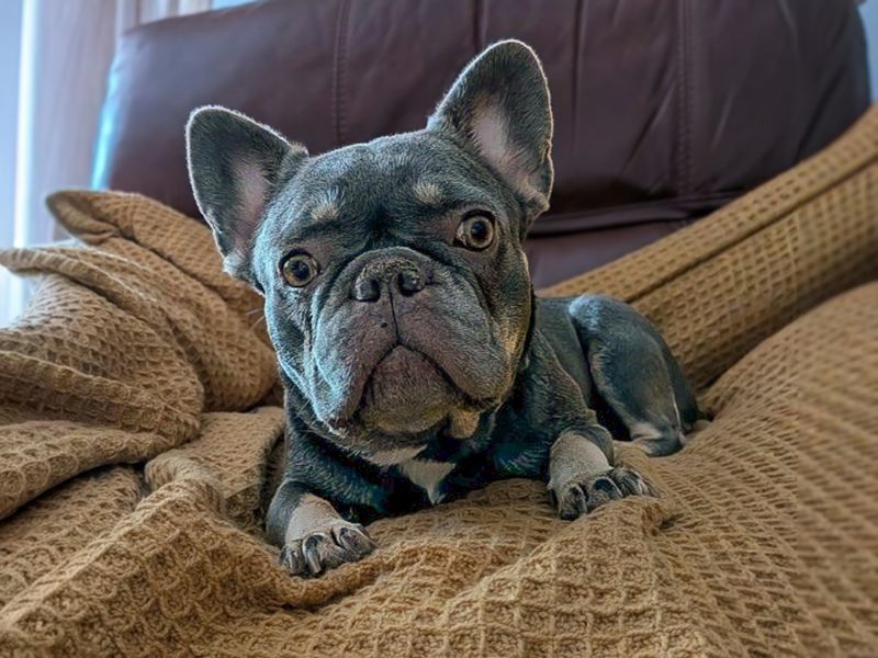 Lola