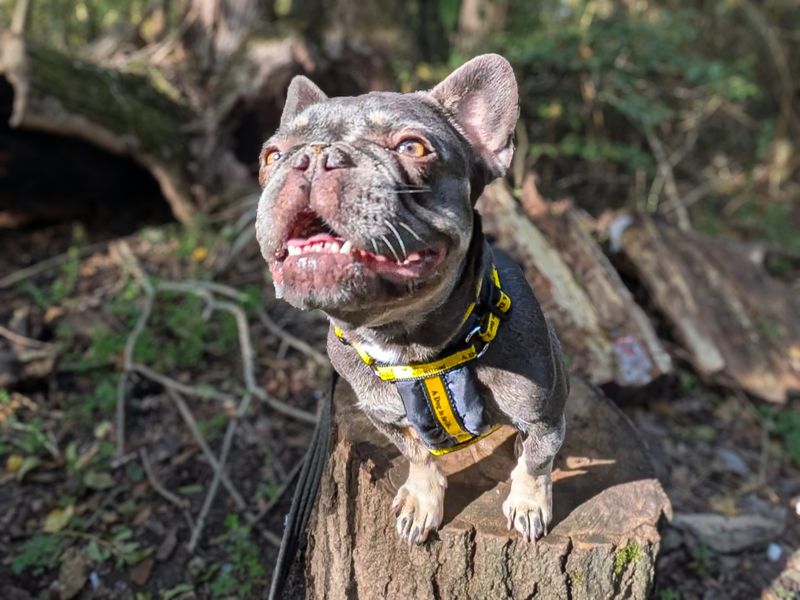 Lola | French Bulldog | Basildon (Essex) - 2