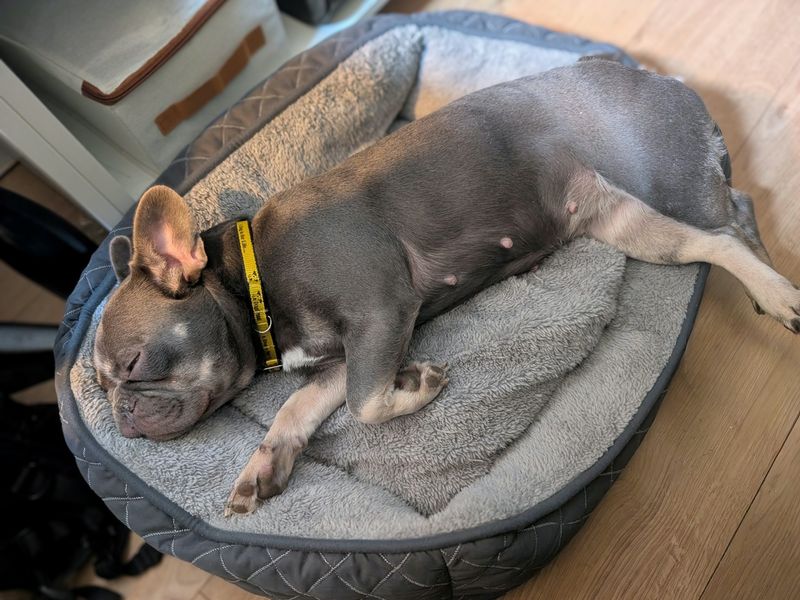 Lola | French Bulldog | Basildon (Essex) - 5