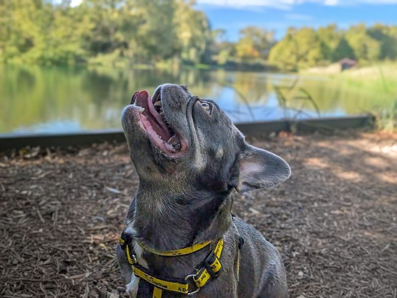 Lola | French Bulldog | Basildon (Essex) - 3
