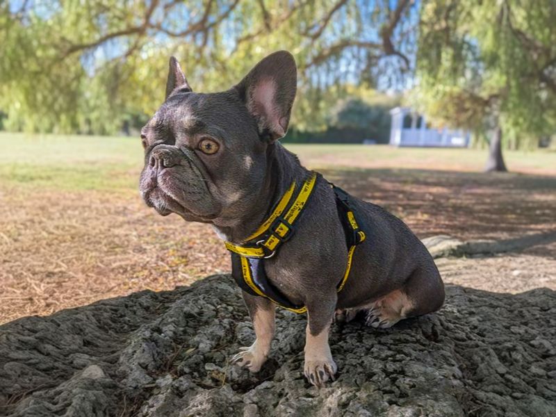 Lola | French Bulldog | Basildon (Essex) - 4