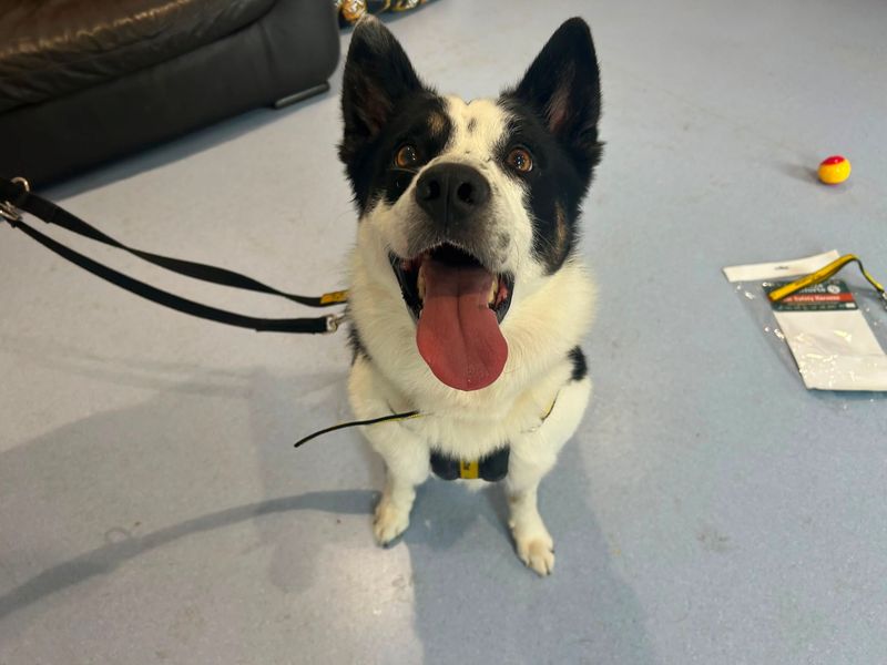 Eddie | Collie (Border) | Cardiff - 1