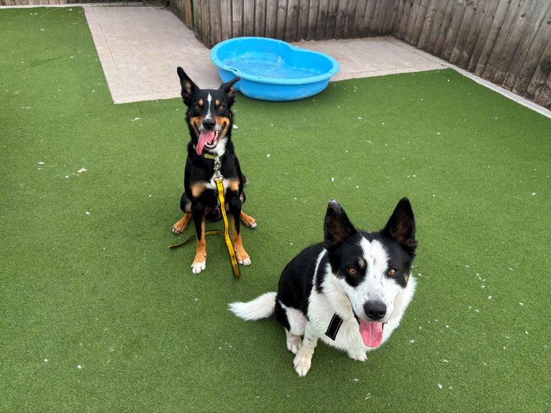 Eddie | Collie (Border) | Cardiff - 2