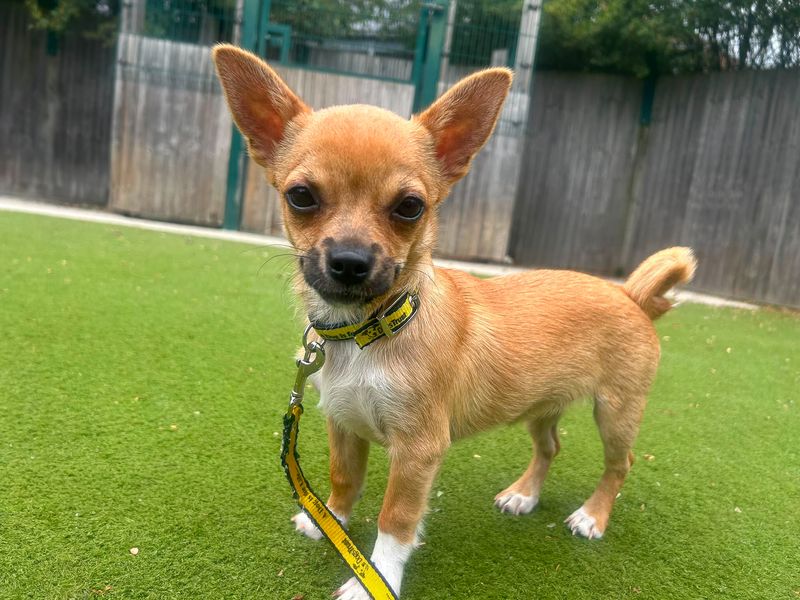 Ash | Chihuahua (Smooth Coat) | Basildon (Essex) - 2