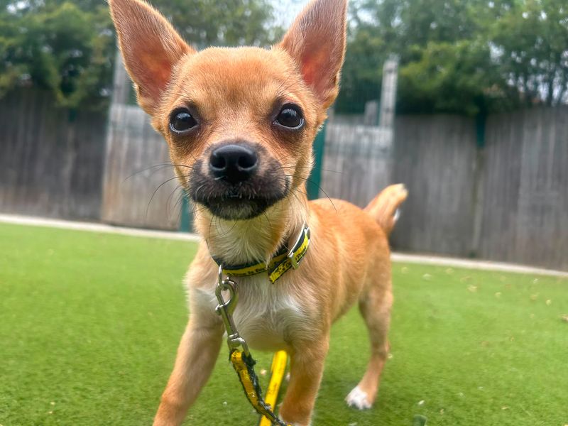 Ash | Chihuahua (Smooth Coat) | Basildon (Essex) - 3