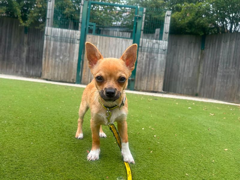 Ash | Chihuahua (Smooth Coat) | Basildon (Essex) - 1