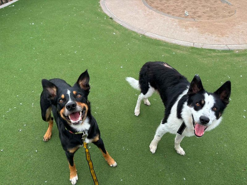 Gus | Collie (Welsh) Duplicate Cross | Cardiff - 2