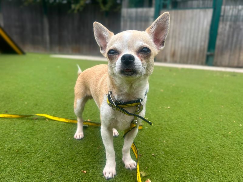 Flower | Chihuahua (Smooth Coat) Cross | Basildon (Essex) - 1