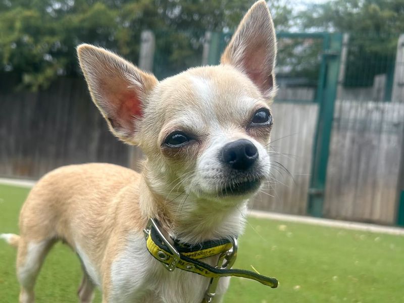 Flower | Chihuahua (Smooth Coat) Cross | Basildon (Essex) - 2