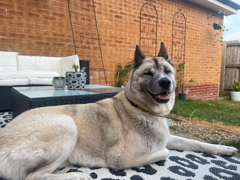 Cassie - Image 2 of 3