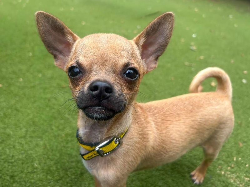 Pepe | Chihuahua (Smooth Coat) | Basildon (Essex) - 1
