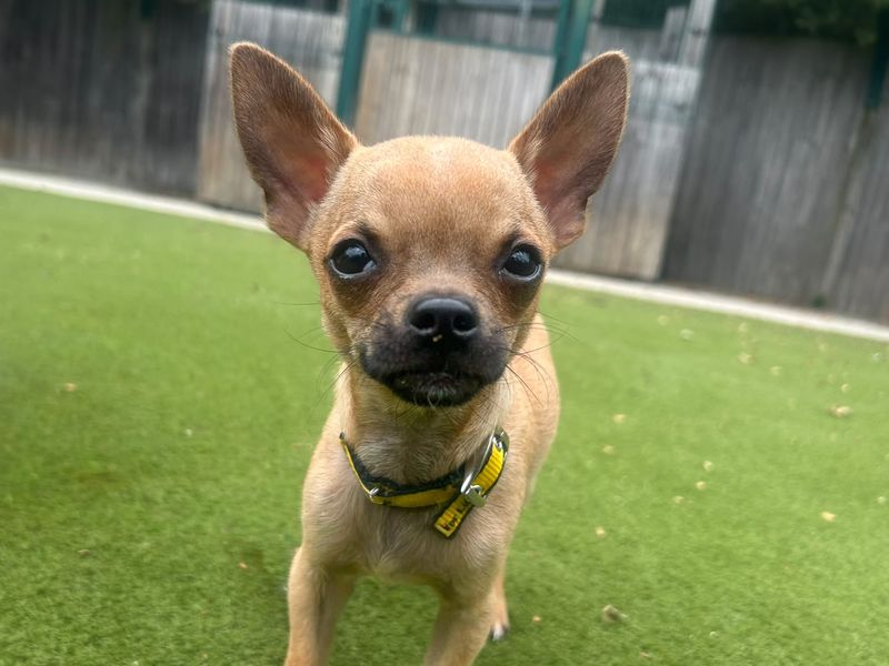 Pepe | Chihuahua (Smooth Coat) | Basildon (Essex) - 2