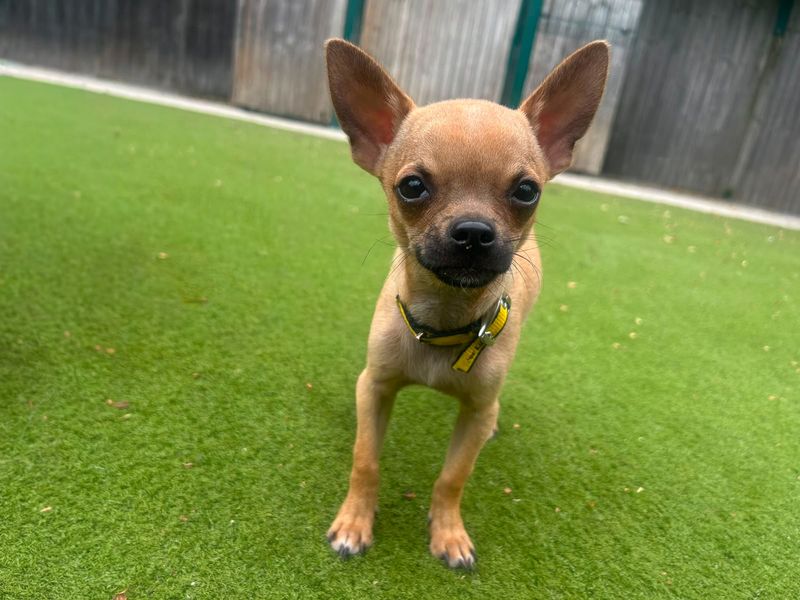 Pepe | Chihuahua (Smooth Coat) | Basildon (Essex) - 3